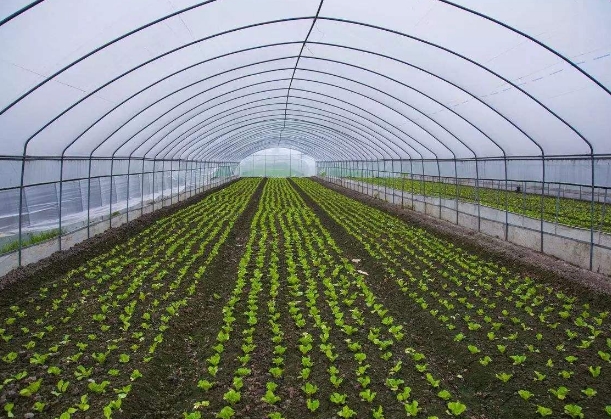 施肥的注意事項